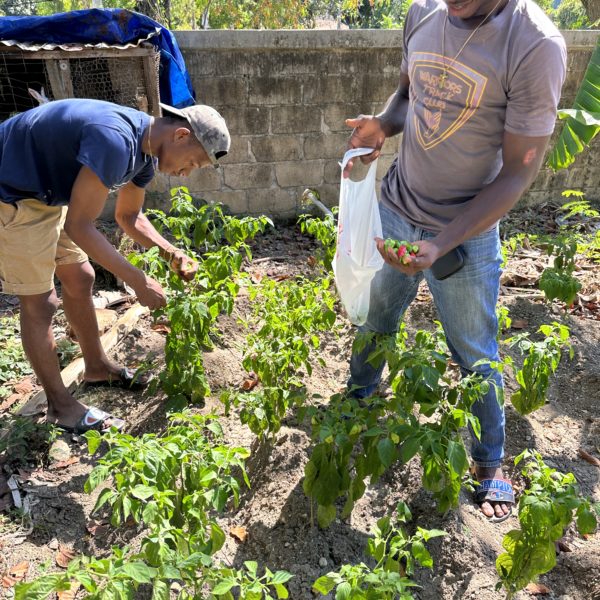 Harvesting Peppers